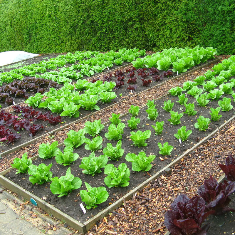 Vegetable Garden Design Geelong | Veggie Patch Installations on Veggie Patch Design
 id=67887